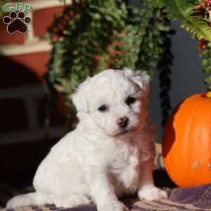 Georgie, Bichon Frise Puppy